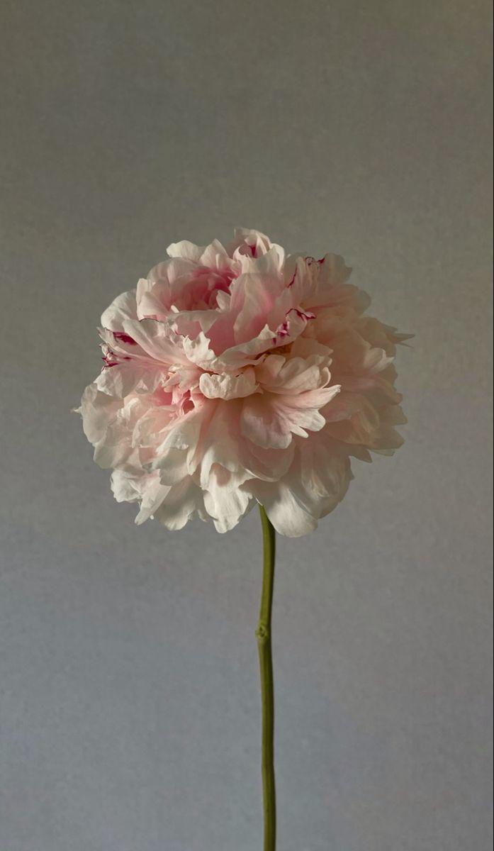 Serenity Whisper: Gentle Hues Bouquet
